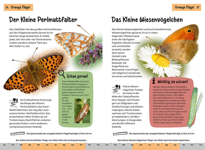 WELCHER SCHMETTERLING IST DAS? KINDERNATURFÜHRER