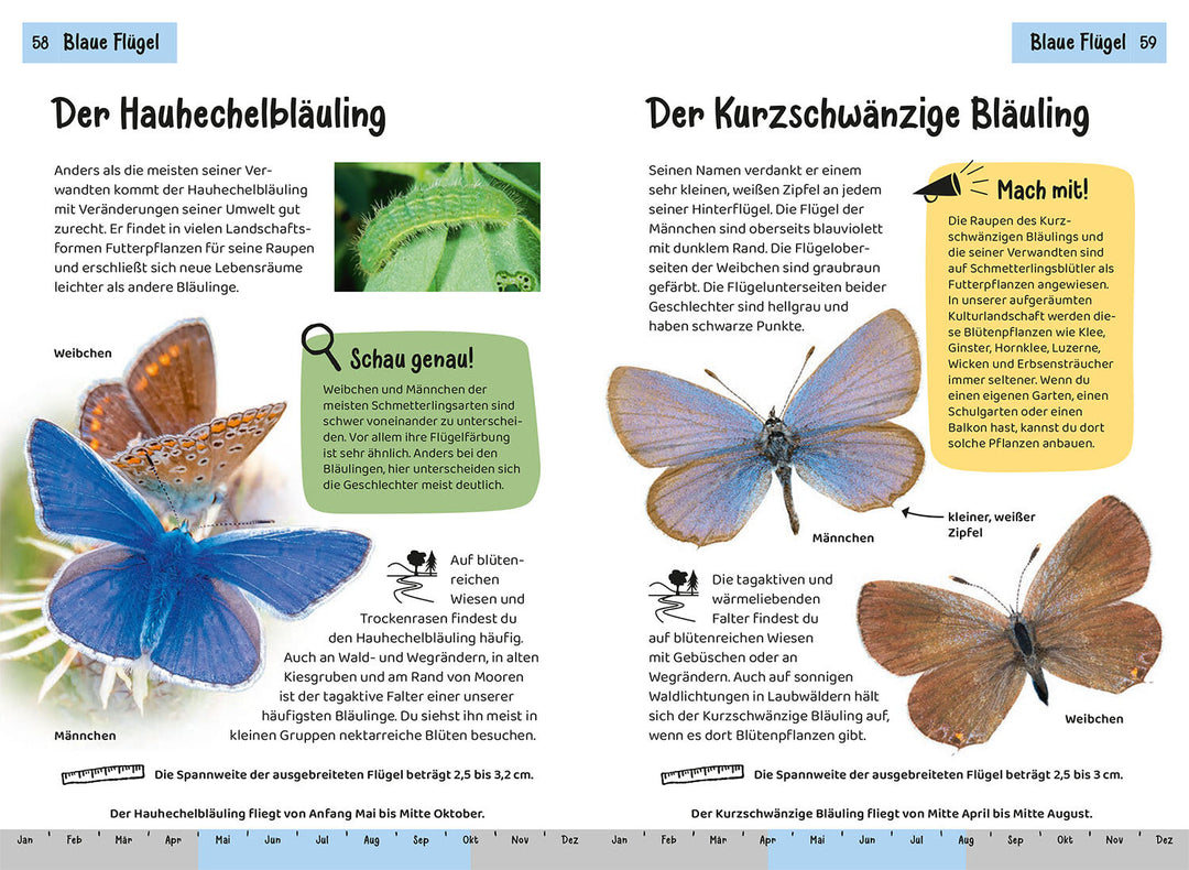 WELCHER SCHMETTERLING IST DAS? KINDERNATURFÜHRER