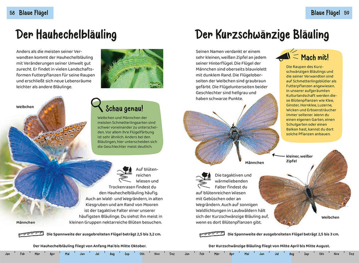 WELCHER SCHMETTERLING IST DAS? KINDERNATURFÜHRER