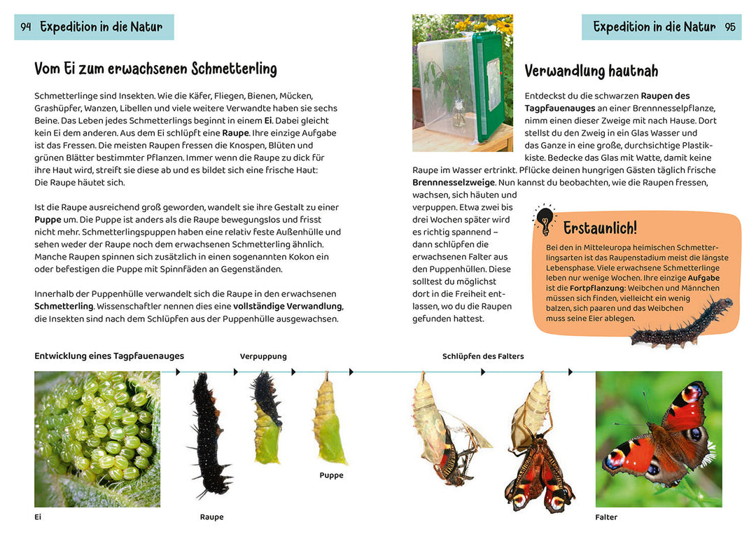 WELCHER SCHMETTERLING IST DAS? KINDERNATURFÜHRER